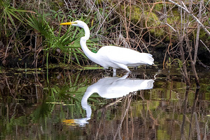 Great Egret  by Ron Taibbi fine art Photography 