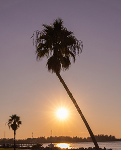 Sunset palms by Ron Taibbi fine art Photography 
