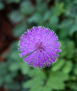 Purple Stars by Ron Taibbi fine art Photography 