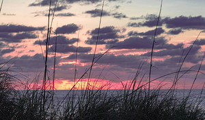 Morning Grass  by Ron Taibbi fine art Photography 