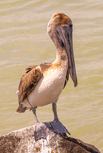 Pelican Day by Ron Taibbi fine art Photography 