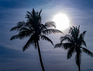 Sillouette Palms by Ron Taibbi fine art Photography 