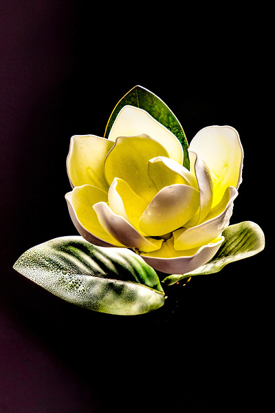 White Magnolia  Print