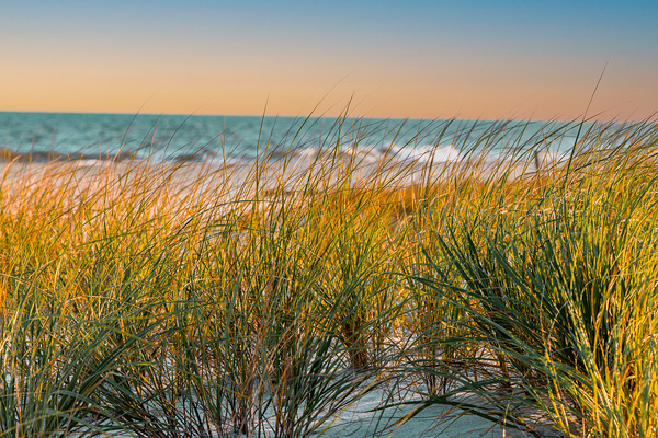 Sunrise Seagrass Print