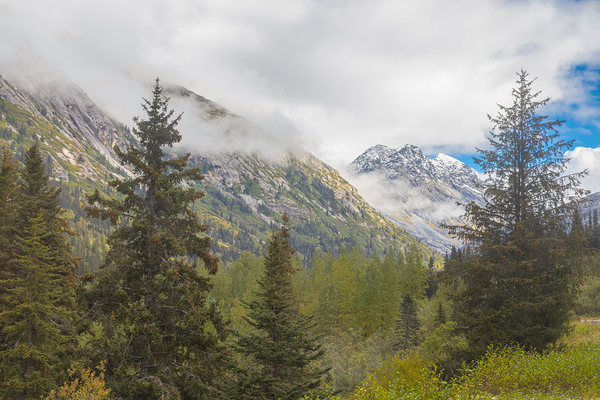 Through the Trees Print