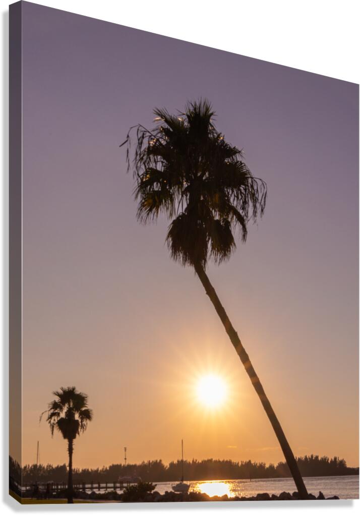 Sunset palms Canvas Print