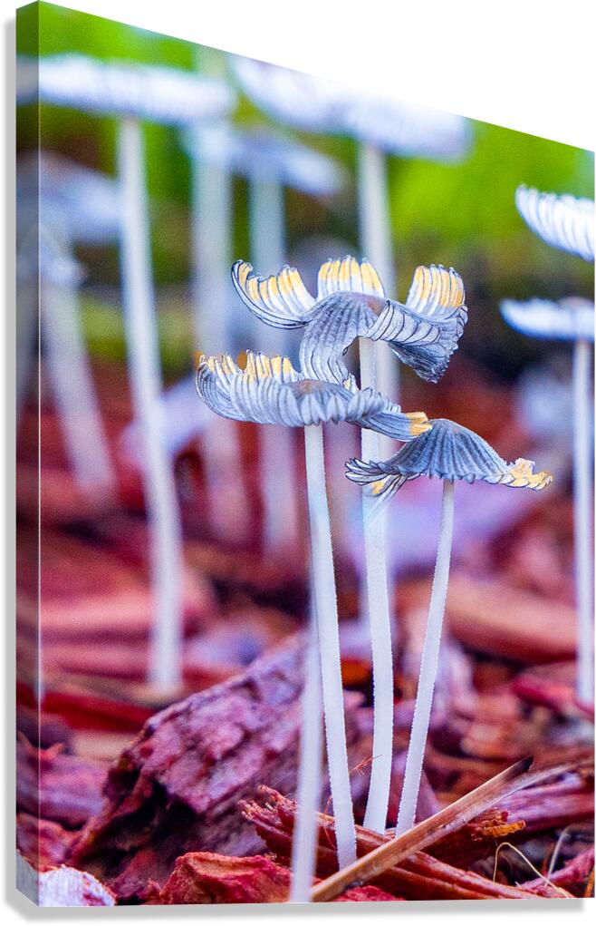 Mushroom tops Canvas Print
