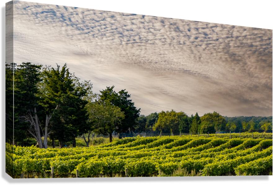 Grapevines Canvas Print