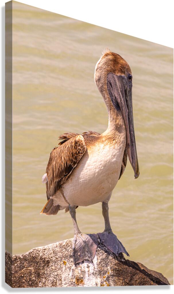 Pelican Day Canvas Print