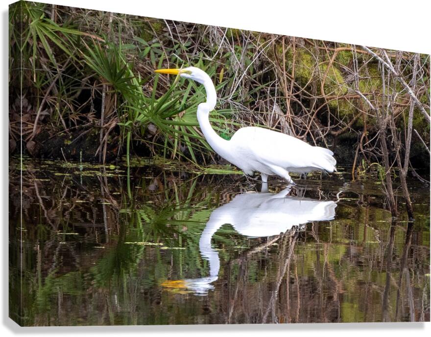 Great Egret  Canvas Print