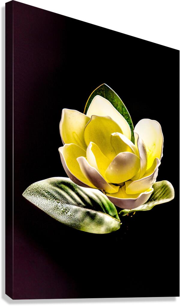 White Magnolia  Canvas Print