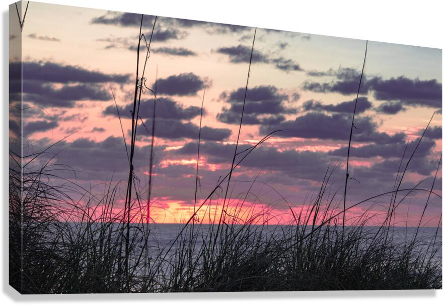 Morning Grass  Canvas Print
