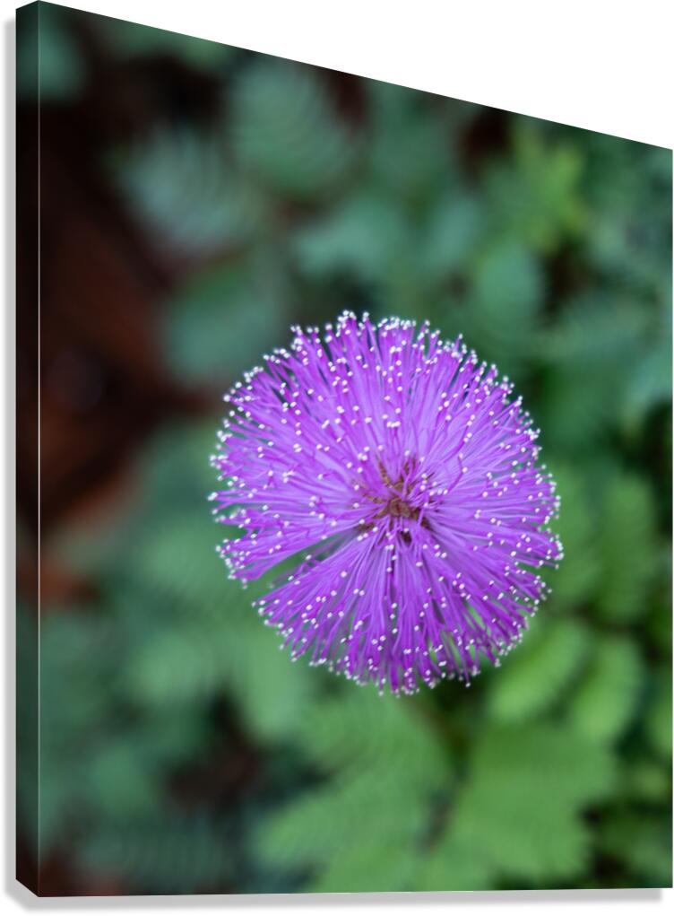 Purple Stars Canvas Print