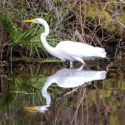 Great Egret 