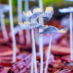 Mushroom tops