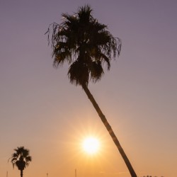 Sunset palms