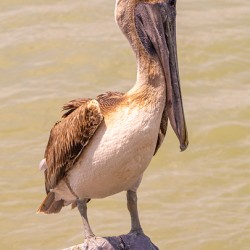 Pelican Day