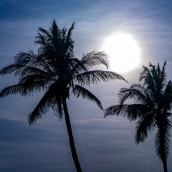 Sillouette Palms
