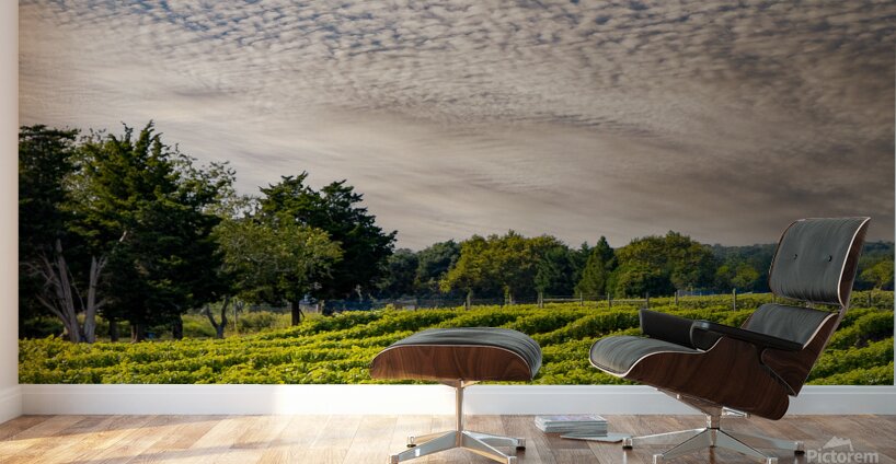 Grapevines Wall Murals