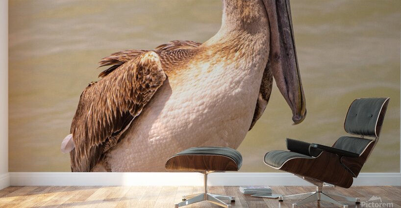 Pelican Day Wall Murals