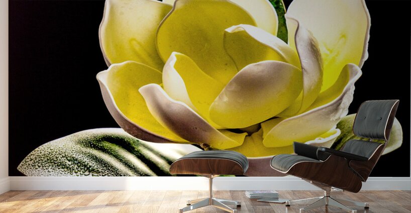 White Magnolia  Wall Murals