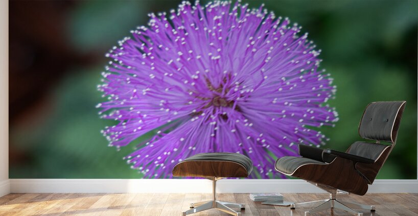 Purple Stars Wall Murals