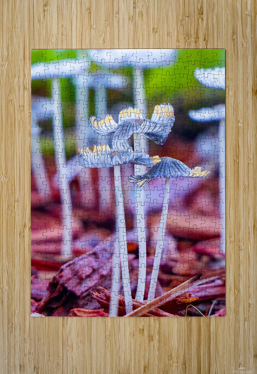 Mushroom tops Ron Taibbi fine art Photography  Puzzle printing