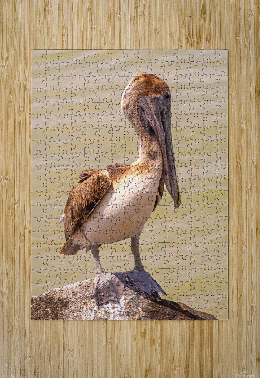Pelican Day Ron Taibbi fine art Photography  Puzzle printing