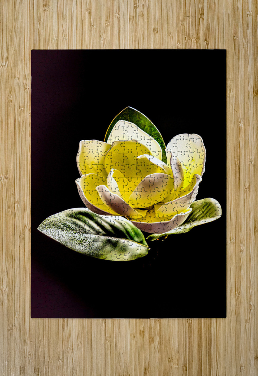 White Magnolia  Ron Taibbi fine art Photography  Puzzle printing