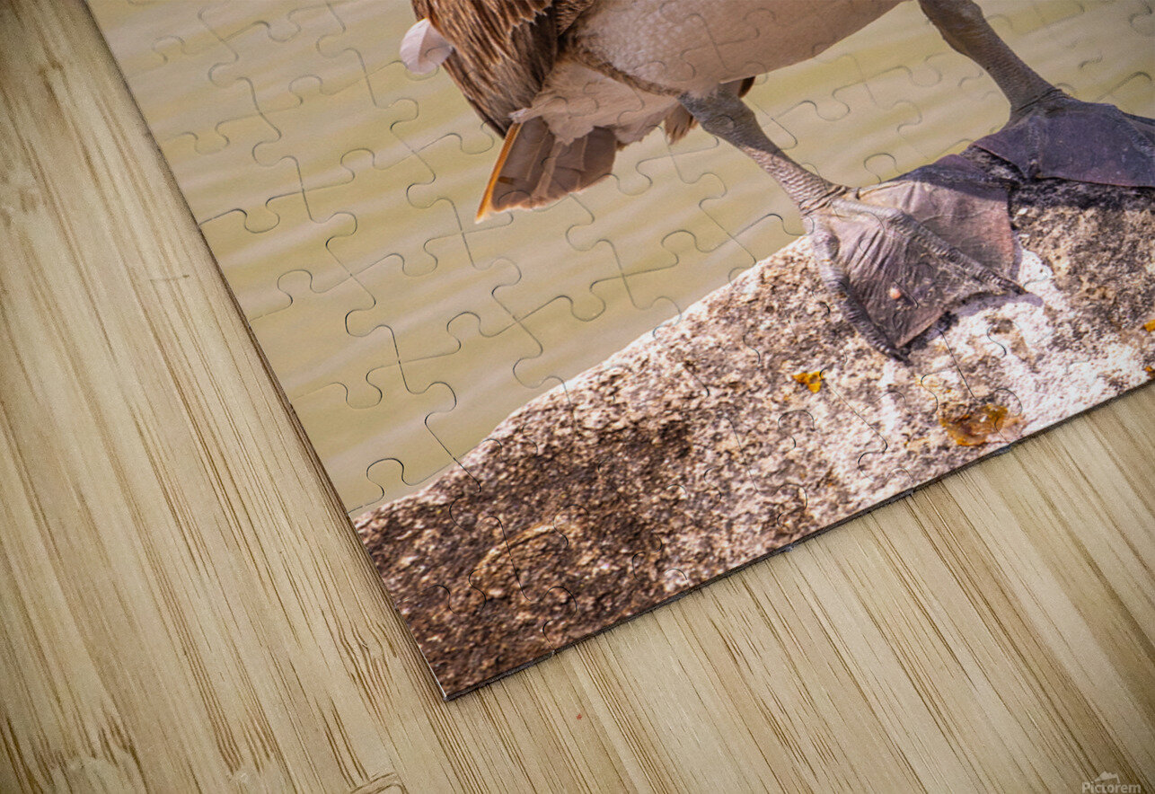 Pelican Day Ron Taibbi fine art Photography  Puzzle