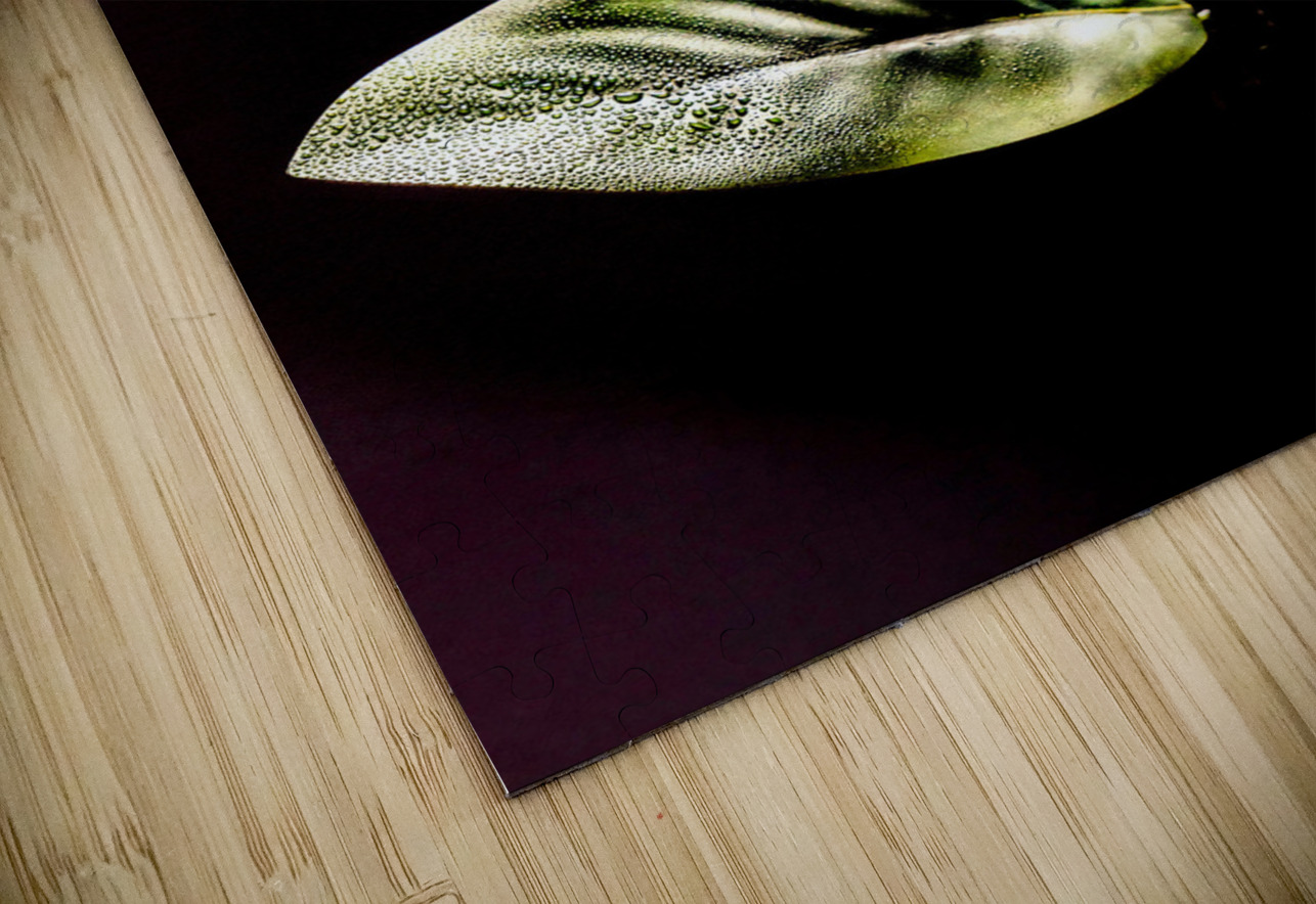 White Magnolia  Ron Taibbi fine art Photography  Puzzle