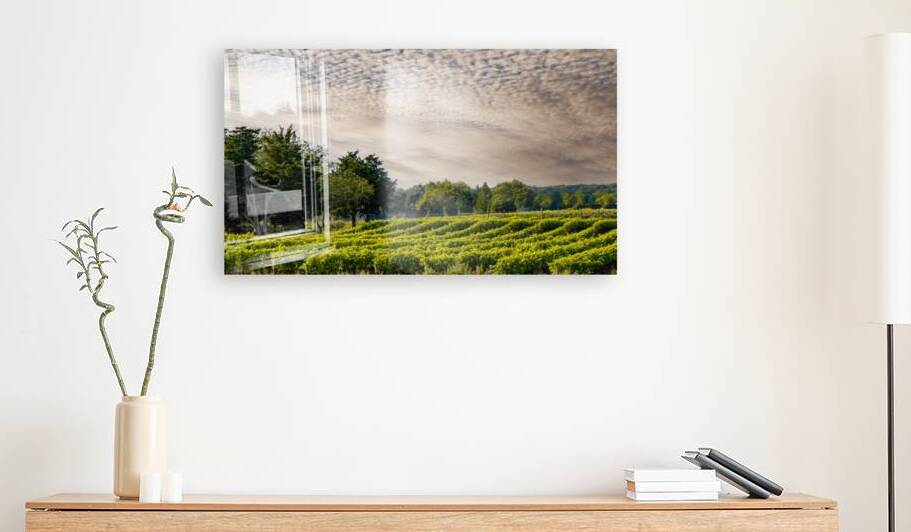 Grapevines by Ron Taibbi fine art Photography 