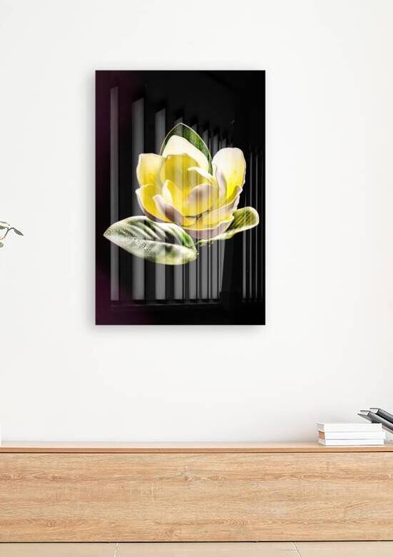 White Magnolia  by Ron Taibbi fine art Photography 